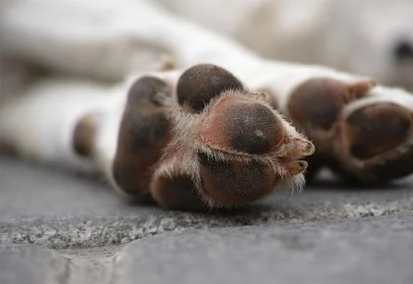 Remoção de Animais Mortos de Proprietários não Identificados em Vias e Logradouros Públicos